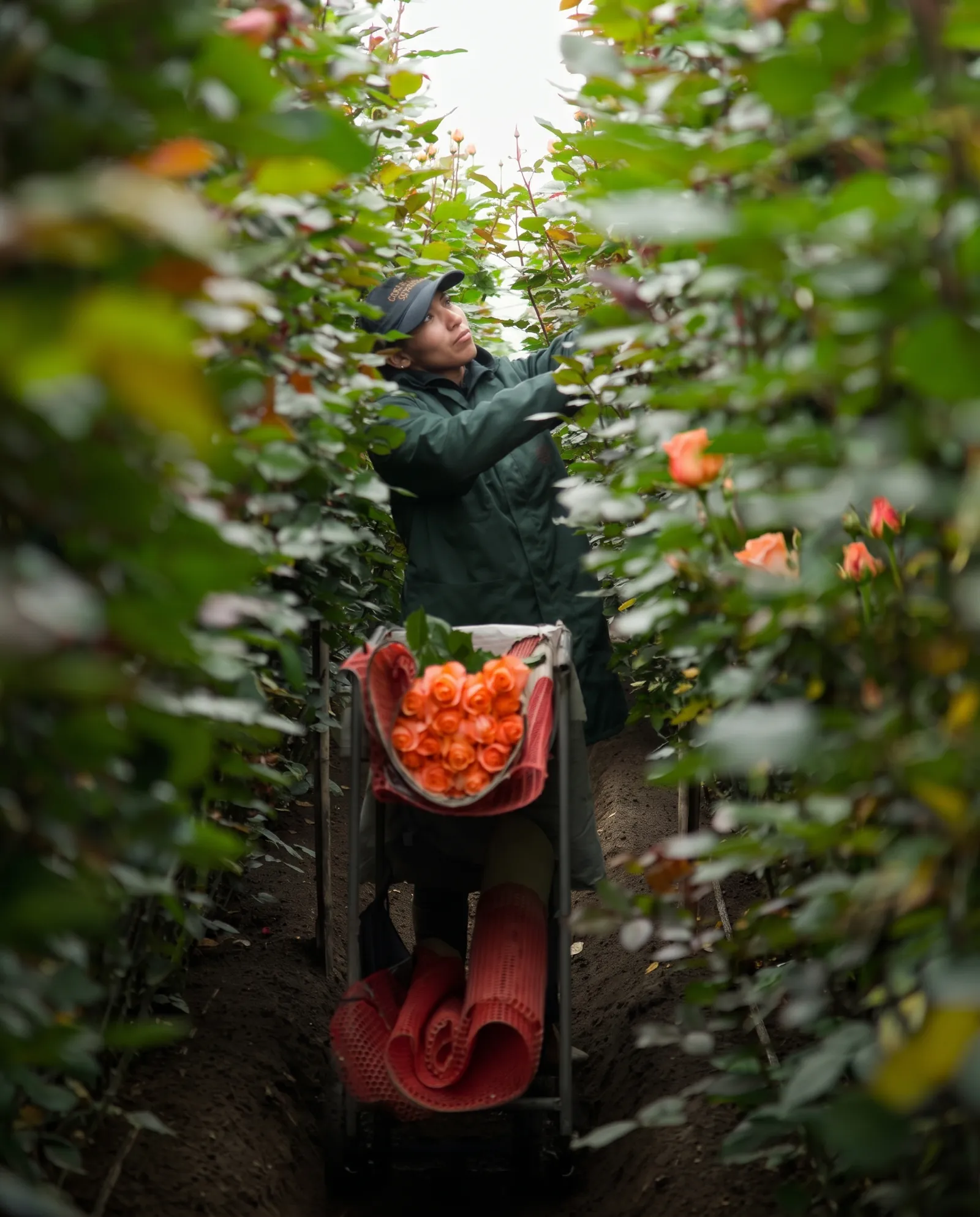 A grower harvesting orange roses inside a greenhouse