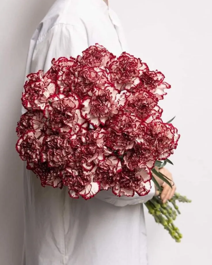 A person holding a bouquet of bicolor carnations