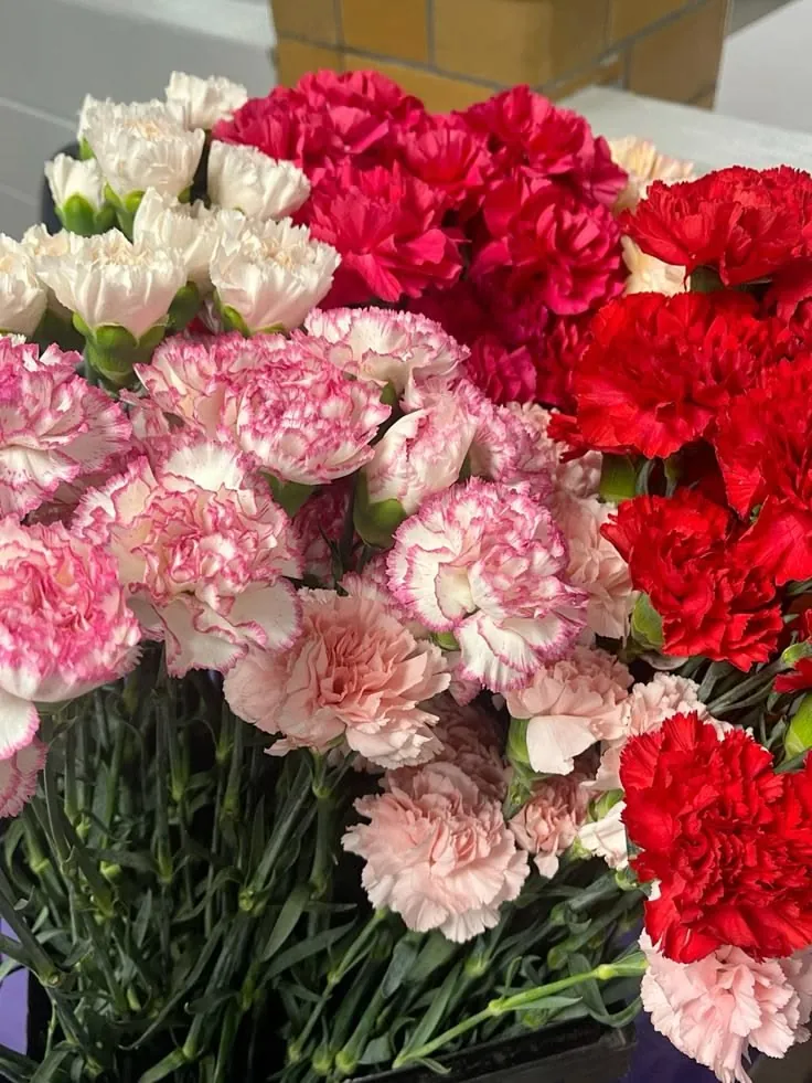 Freshly cut carnations in white, pink and red