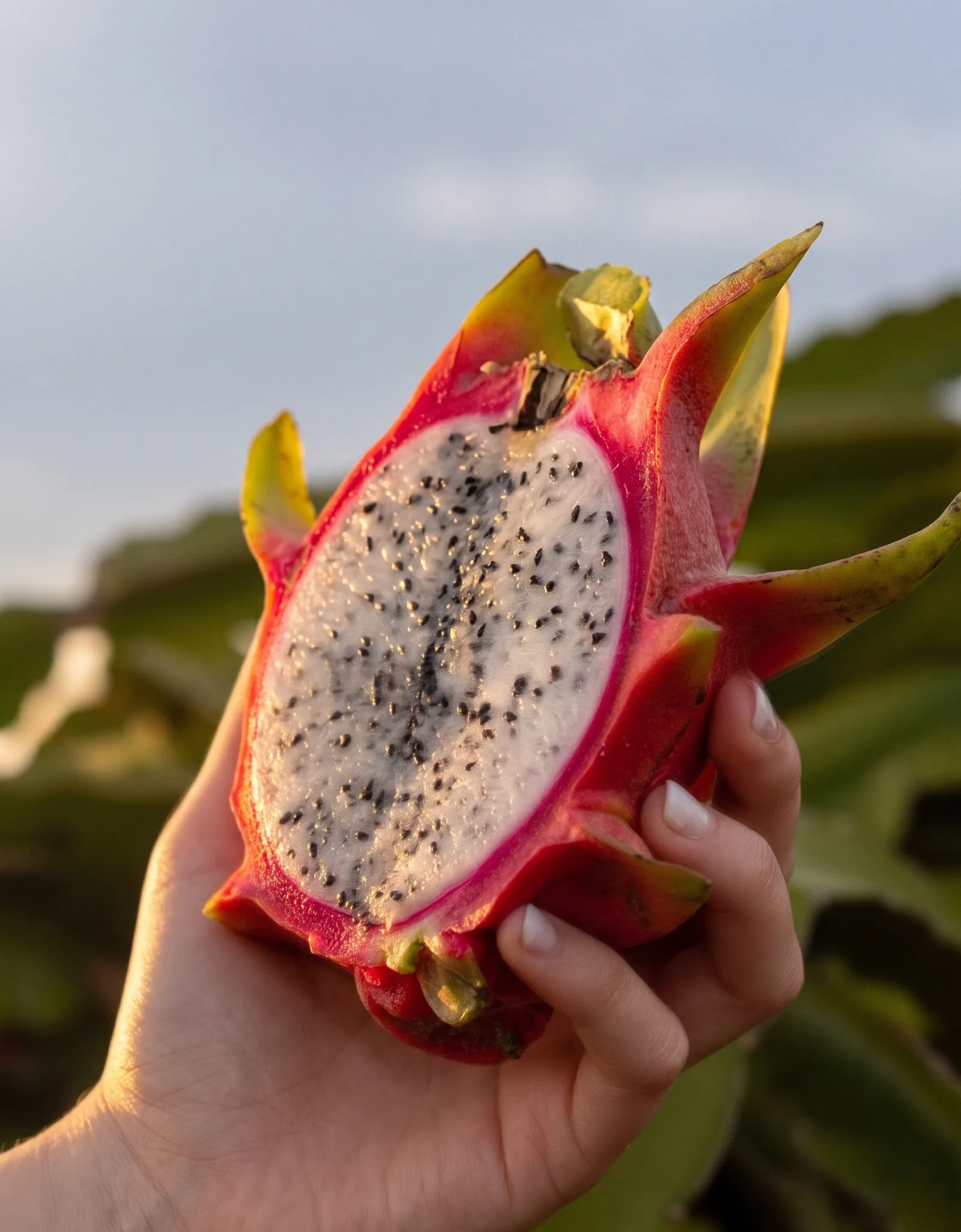 A hand holding a white-flesh red pitahaya cut in half